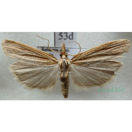 Anerastia lotella (Hübner, 1813) Czech53d